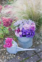 Asters in autumn beside stipa tenuissima and sedums in bucket and metal watering can. Waterperry Gardens, Oxfordshire. Styling by Jacky Hobbs