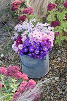 Asters in autumn in metal bucket. Waterperry Gardens, Oxfordshire. Styling by Jacky Hobbs