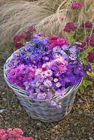 Asters in autumn beside stipa tenuissima and sedums in wicker basket. Waterperry Gardens, Oxfordshire. Styling by Jacky Hobbs