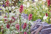 Verbascum 'Petra' and Anthriscus sylvestris with view to dry stone wall. Vital Earth The Night Sky Garden. 