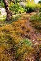 Path beside Carex testacea