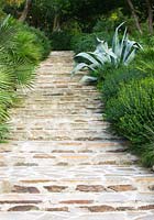 Beautiful stone steps with agave and shade planting
