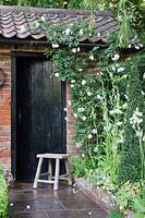 Brick shed with Rosa 'Adelaide d'Orleans' round door, Camassia leichtlinnii subsp. suksdorfi 'Alba' and clipped Buxus pyramid, The Topiarist Garden at West Green House
