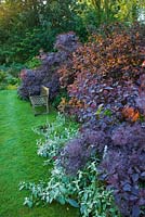 Wooden bench next to border with Cotinus Coggygria 'Royal Purple'  