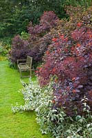 Wooden bench on lawn beside border with Cotinus Coggyria 'Royal Purple' - smoke bush 