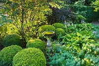 Bird bath surrounded by hostas and clipped lonicera 