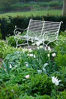 The white garden with white bench and Tulipa 'Spring Green' and Dicentra 'Alba'