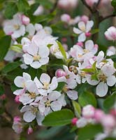 Malus domestica in Spring - apple blossom