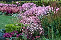 Autumn border in pink with Dahlia 'Princess Park', Aster 'Jenny', Chrysanthemum 'Clara Curtis', Sedum 'Autumn Joy', Veronicastrum 'Pink Glow'. Ulting Wick, Essex