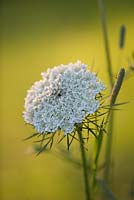 Close up of umbellifer in the meadow. Painswick Rococo Garden, Gloucestershire 