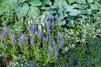Blue and white summer planting with Hosta, Convolvulus cneorum, Salvia sylvestris Blauhugel and Lobelia