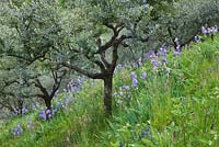 Olive grove with iris pallida dalmatica 