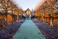 Winter garden in frost - view along the lime allee to the house at dawn with clipped beech hedge, Tilia platyphyllos 'Rubra' and sage