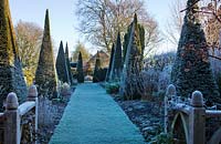 Winter garden in frost - grass path along the yew walk with clipped yew topiary pyramids and oak balustrades