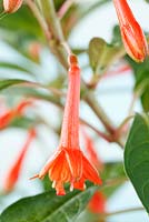 Fuchsia sanctae-rosae also known as Fuchsia boliviana Britton, October