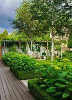 Formal borders with clipped Box, Hydrangea 'Annabelle' and Betula jacquemontii - The Glass House - Architects Terry Farrell Partners - Garden design by Sallis Chandler