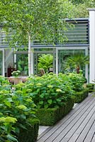 View to glass pavilion with decking, Box edged beds of  Hydrangea 'Annabelle' - The Glass House - Architects Terry Farrell Partners - Garden design by Sallis Chandler