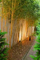 Phyllostachys aurea lit up at night against white wall 