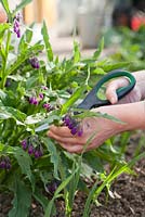 Picking comfrey growing in raised bed with herbs and vegetables. - Making a home made fertilizer from common comfrey - Symphytum officinale