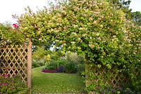 Wooden arch covered with Lonicera periclymenum serrotina and Clematis 'Bill MacKenzie'