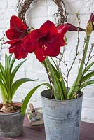 Red Amaryllis in metal container