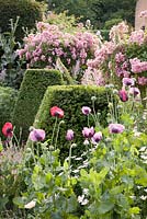 Clipped topiary with summer planting of Rosa 'Ballerina' standards, Papaver, Digitalis. Chenies Manor, Buckinghamshire
