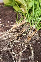 Harvested roots of Horseradish. 