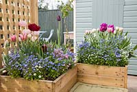 Movable container with view to shed. Hyacinthus orientalis 'Fondant', Hyacinthus 'Woodstock', Tulipa triumph 'Negrita', Chionodoxa 'Pink Giant' and Myosotis - Forget me Not.