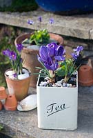 Purple crocus in tea tin on steps
