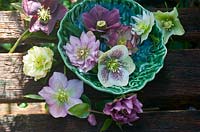 Picked Hellebore flowerheads in china bowl