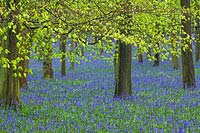 Hyacinthoides non-scripta - Bluebell Woods - Ashridge Estate, Hertfordshire