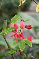Passiflora Racemosa - Red passion flower