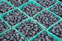 Pint containers of fresh blueberries at the farmer's market. Vaccinium corybosum - Blueberry.
