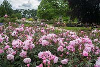 Rosa 'Mortimer Sackler'. The Bowes-Lyon Rose Garden, RHS Gardens, Wisley, Surrey.