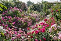 Walled rose garden. The Long Garden, David Austin Roses, Albrighton, Staffordshire.