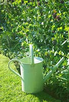 Cerinthe major 'purpurascens' in garden border with green watering can