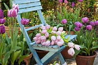 Pink tulips on blue chair with containers of tulips on terrace