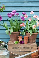 Tulips in pots outside blue shed - Tulipa 'Blue Diamond' and 'Apricot Parrot'