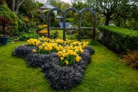 Spring Tulips and Ophiopogon planiscapus 'Nigrescens' - Tudor cottage, North Wales.The black grass follow the shadows cast by the three arches.