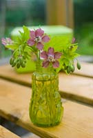 Arrangement of Geranium phaeum 'Rose Madder' flowers from garden in small glass bottle