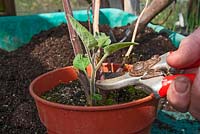 Rejuvenating a Physalis - Cape Gooseberry plant. Step 1 - Prune out dead stems