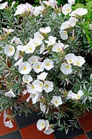 Convolvulus cneorum - Shrubby or Silvery Bindweed in pot on black and terracotta tiles.
