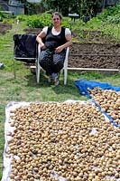 Woman on her allotment with potatoes laid out in the sunshine to dry. Golf Course Allotments, London Borough of Haringey.