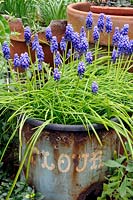 Muscari - Grape hyacinths in old blue vintage flour bin