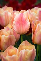 Tulipa 'Stunning Apricot'