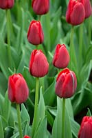 Tulip 'Renegade'