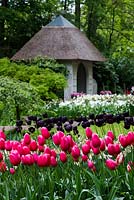 Pavillion at Keukenhof among pink tulips renown, Black tulip queen of night 