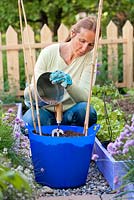 Woman planting tomatoes and basil in moveable container. Adding organic fertilizer.