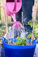 Woman planting tomatoes and basil in moveable container. Watering. 