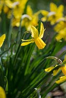 Narcissus 'Little witch'